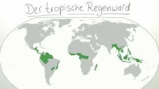 Ökosystem tropischer Regenwald  Biologie  Ökologie [upl. by Yrrad]