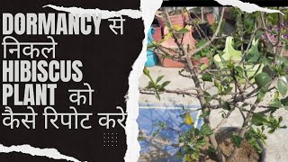 Dormancy से निकले Hibiscus Plants को कैसे कटिंग करके रिपोट करेbest fertilizer for hibiscus [upl. by Nivri]