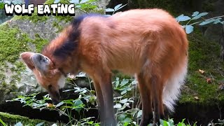 Maned Wolf Eating [upl. by Karmen]