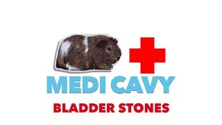 How to Spot and Prevent Bladder Stones in Guinea Pigs  MediCavy [upl. by Cohbert]