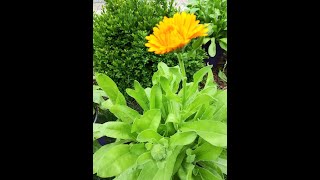 Calendula annual flower How to grow calendula [upl. by Obla72]