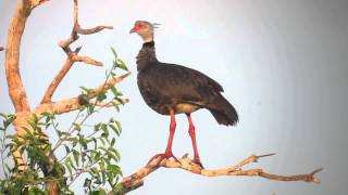 26913 Kamichi à collier Chauna torquata Southern Screamer [upl. by Yreffej]