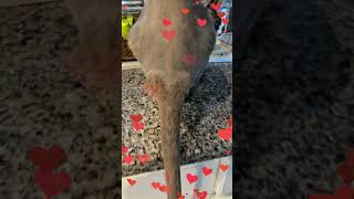 My SPHYNX grew a fuzzy heart on his BUM sphynx cat cats catlover [upl. by Kissel39]