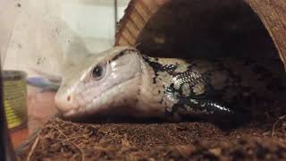 Blue tongue skink sneeze [upl. by Mulvihill]