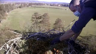 Storchennest LindheimNimm das Nest an Störche 06032021 [upl. by Aitercal190]