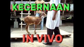 IN VIVO Methods  Metode Penetapan Kecernaan Pakan Secara IN VIVO [upl. by Eneluj]