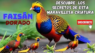 🦚 Descubre los secretos del Faisán Dorado faisan aves aveshermosas reinoanimal documental [upl. by Readus]