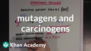 Mutagens and carcinogens  Biomolecules  MCAT  Khan Academy [upl. by Truscott358]