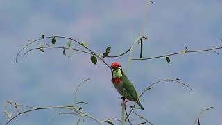 Coppersmith Barbet [upl. by Naud]