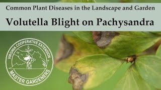 Volutella Blight on Pachysandra  Common Plant Diseases in the Landscape and Garden [upl. by Harrell330]