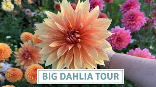 Big Dahlia Tour 2023  Supersized Dahlias [upl. by Raddy]