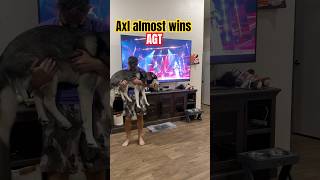 Axl almost wins 🇺🇸 AGT dogs agt shorts [upl. by Baugh]