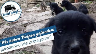 Wir haben Welpen gefunden Straßenhunde in Bulgarien [upl. by Aztiraj]