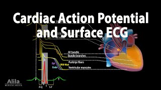 Detailed Animation on Action Potential [upl. by Cheng]