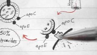 Lipoprotein Physiology LDL 34 [upl. by Rad]