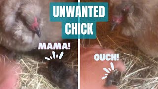 Nugget’s Journey Part 2 Will Mama Hen accept Chick shorts short shortvideo shortsvideo [upl. by Annoed523]