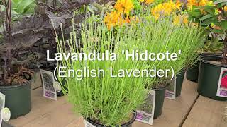 Lavandula Hidcote💜💜FANTASTIC Summer Fragrance and Color An AllTime Favorite [upl. by Annoel]