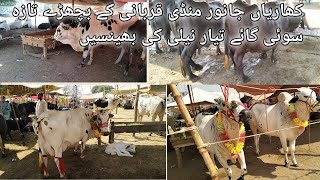 kharian mandi qurbani ky bachrhay 2352024 [upl. by Bertrando]