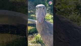 shoebill stork bird sciencefacts science [upl. by Derry912]