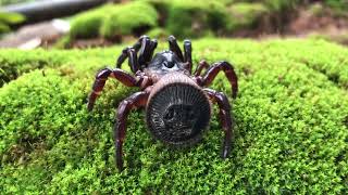 Cyclocosmia Ricketti Spiders 7 spider cyclocosmiaricketti tarantula [upl. by Noroj]