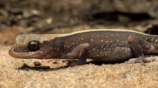 Eastern Stone Gecko Diplodactylus vittatus amp Velvet Gecko Amalosia lesueurii [upl. by Yadrahc133]