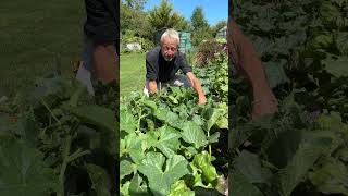 Outdoor cucumbers no pruning no support [upl. by Eniarda]