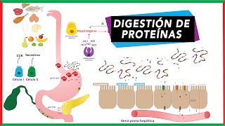 Digestión de proteínas absorción y transporte de aminoácidos [upl. by Lloyd]