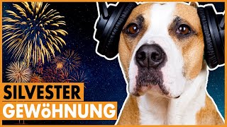 Hund hat Angst bei Feuerwerk I So gewöhnst du deinen Hund an Silvestergeräusche [upl. by Sadick]