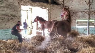 ❗❗❗ ШОК КОНТЕНТ ТАКОГО ЩЕ НІХТО НЕ ЗНІМАВ В УКРАЇНІ😱ПРИБОРКАННЯ ДИКИХ КОНЕЙ [upl. by Thedrick]