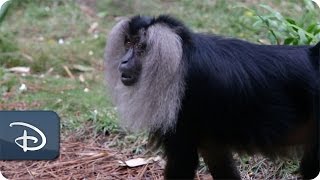 Rare LionTailed Macaques Join Disney’s Animal Kingdom [upl. by Elnukeda935]