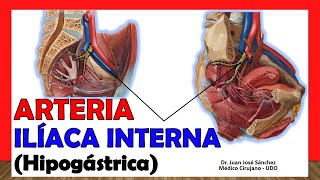 🥇 ARTERIA ILÍACA INTERNA Hipogástrica ¡Anatomía Fácil y Sencillaquot [upl. by Aivalf]