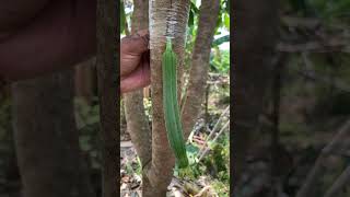 garden design ideas gardern fruitgrafting mygardenlife fruittreegrafting gardenglory [upl. by Hendon]