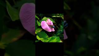 Spurred Butterfly Pea Flower 🌸 [upl. by Ifok117]