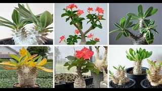 24 Types Of Popular Pachypodium Pictorial Guide [upl. by Airrehs]