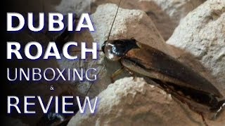 Dubia Roach Unboxing  Dubi Deli Review [upl. by Neeham]