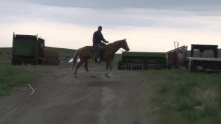 Pitzer Ranch Palomino Geldings For Sale Private 2 [upl. by Eldnek]