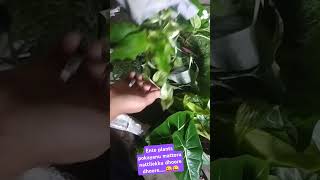 mattoru nattilekku avar pokayanu dhoore dhoore 🥰my plants  packing for tamilnadu pls sub [upl. by Seroka]