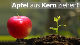 Apfelbaum aus Kern ziehen 🍎  Apfel aus Samen keimen lassen [upl. by Daffodil149]