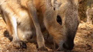 Patagonian Mara Cavy in HD  A Threatened Species [upl. by Franciska311]