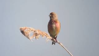 Linotte mélodieuse  Linaria cannabina  Common Linnet [upl. by Nazario]