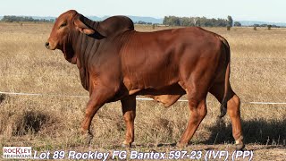 Lot 89 Rockley FG Bantex 59723 IVF PP [upl. by Yelwar]