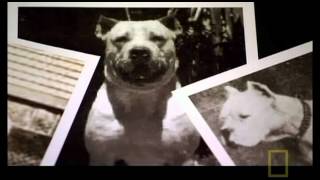 The Science behind the Dogo Argentino [upl. by Akalam]