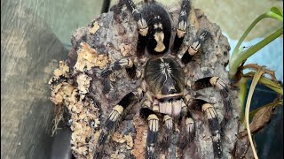 A truly wonderous tarantula on World Animal Day Poecilotheria subfusca lowland [upl. by Favata]