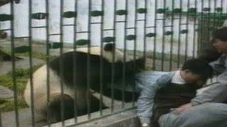 ARCHIVE CLASSIC Angry panda attacks man and steals his jacket [upl. by Candida]