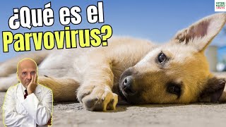 🆘 ¿QUE ES EL PARVOVIRUS EN PERROS 🆘 [upl. by Anear]