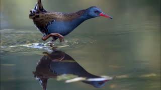 Des Oiseaux Le Râle deau [upl. by Esinet]