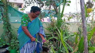 మండే ఎండల్లో గుత్తులు గుత్తులుగా వంకాయలుbrinjal big harvest in Teluguterrace garden 🏡🪴🏡 [upl. by Shelly]