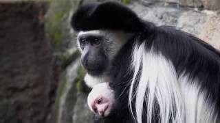 Newborn Baby Colobus Monkey [upl. by Allicirp685]