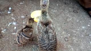 peacock chicks feeding food [upl. by Regdor]