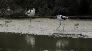 AVOCETTE ÉléganteJeunesRecurvirostra avosetta  BRUITX [upl. by Ause369]